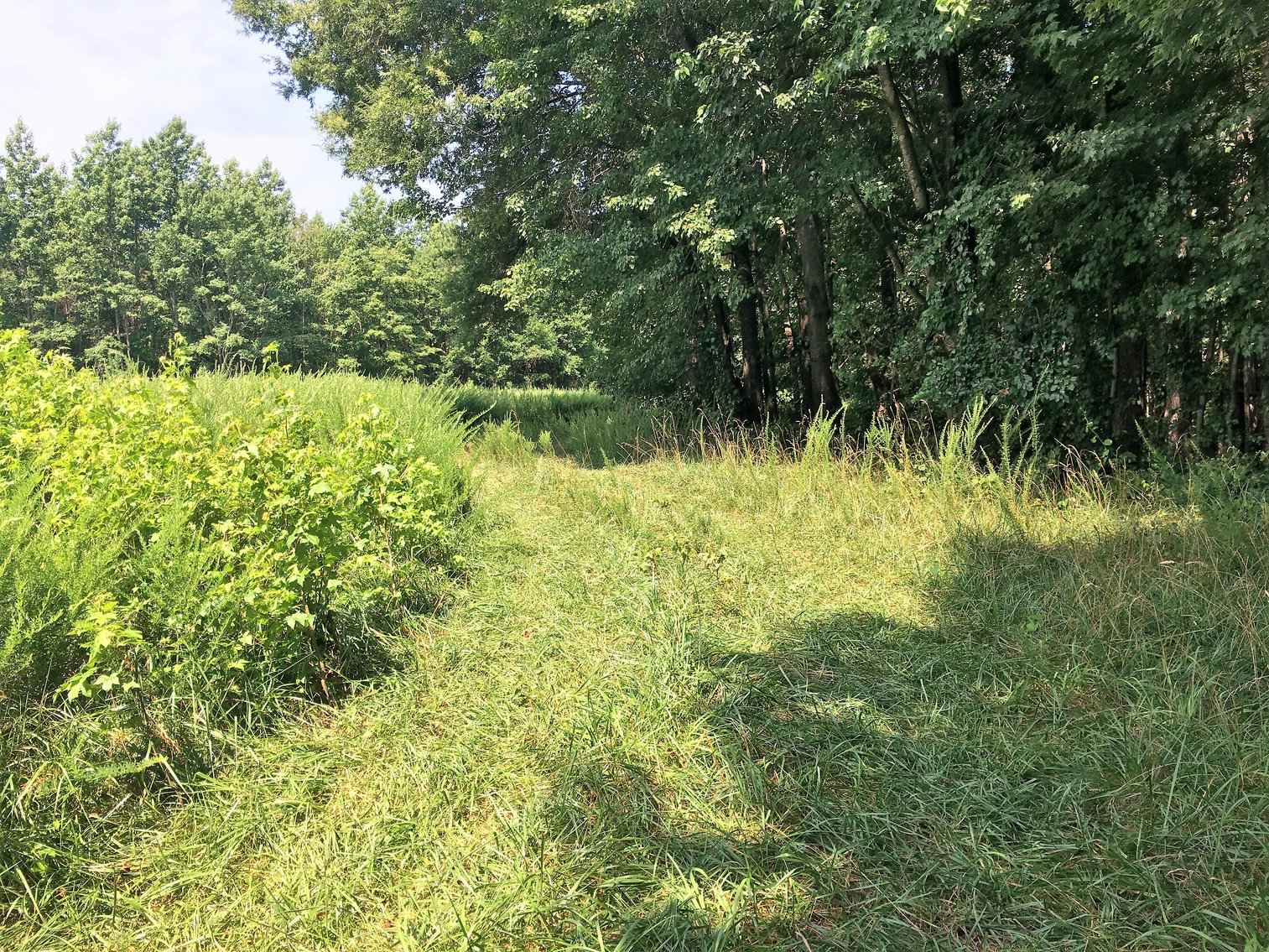 Image for 99 Acres of Timberland in Lunenburg County, VA