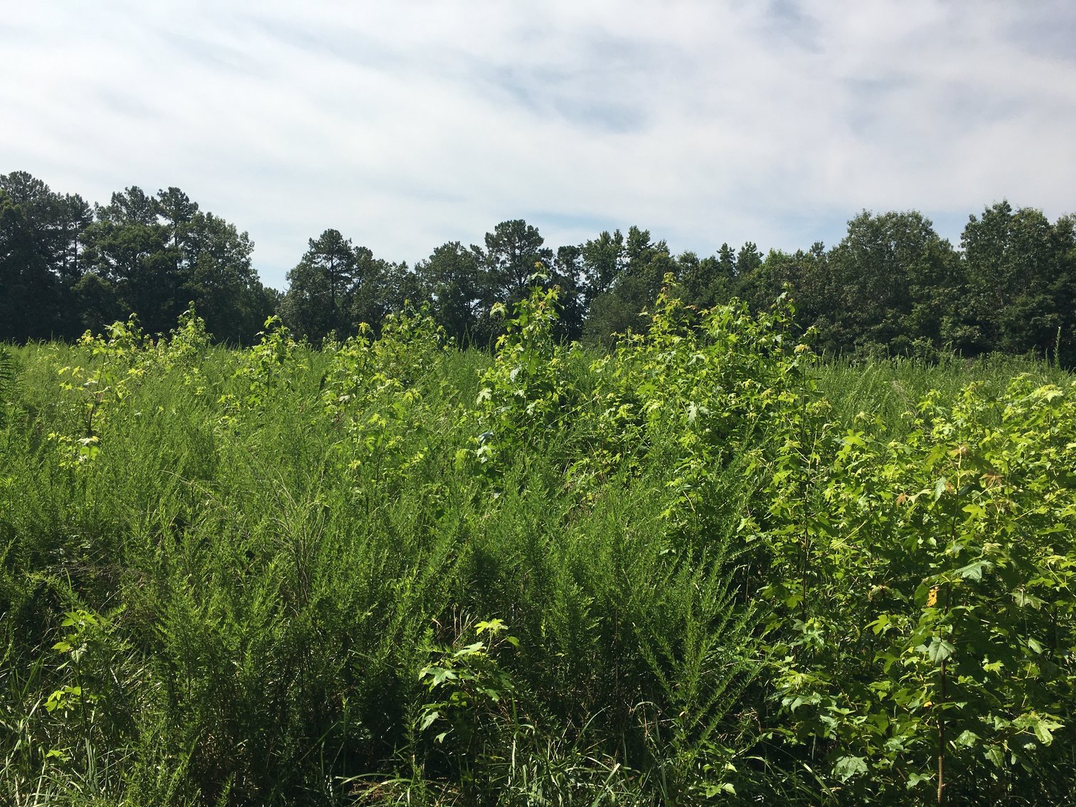 Image for 99 Acres of Timberland in Lunenburg County, VA