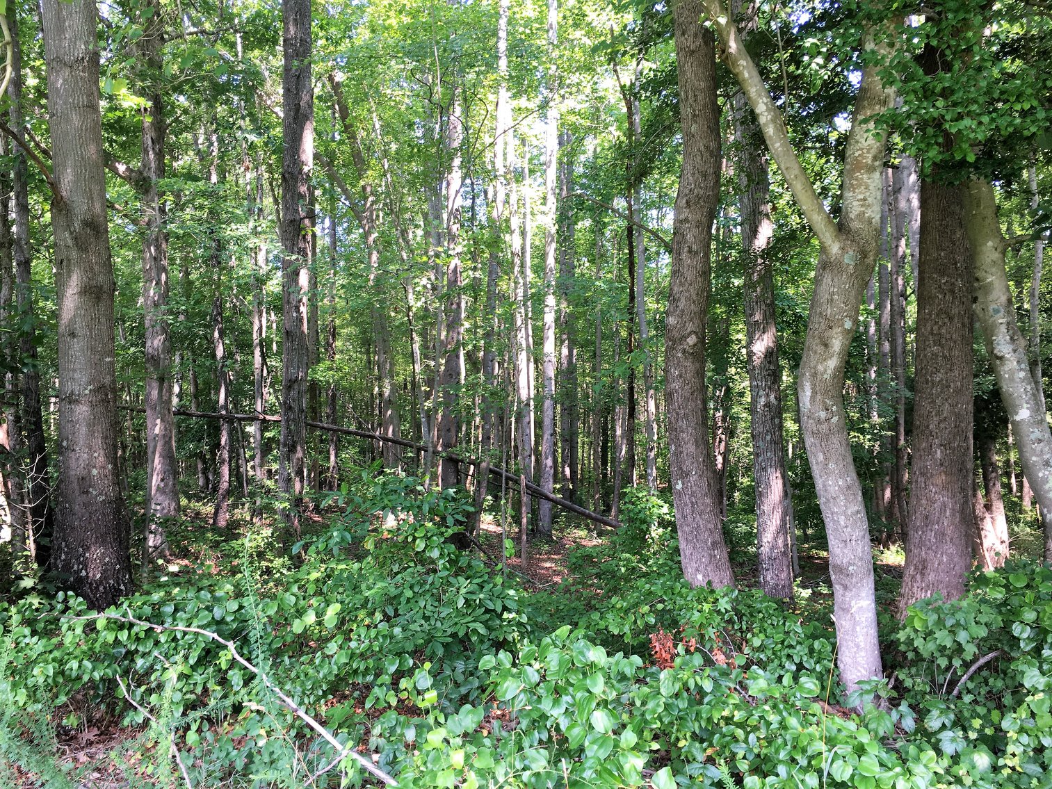 Image for 99 Acres of Timberland in Lunenburg County, VA