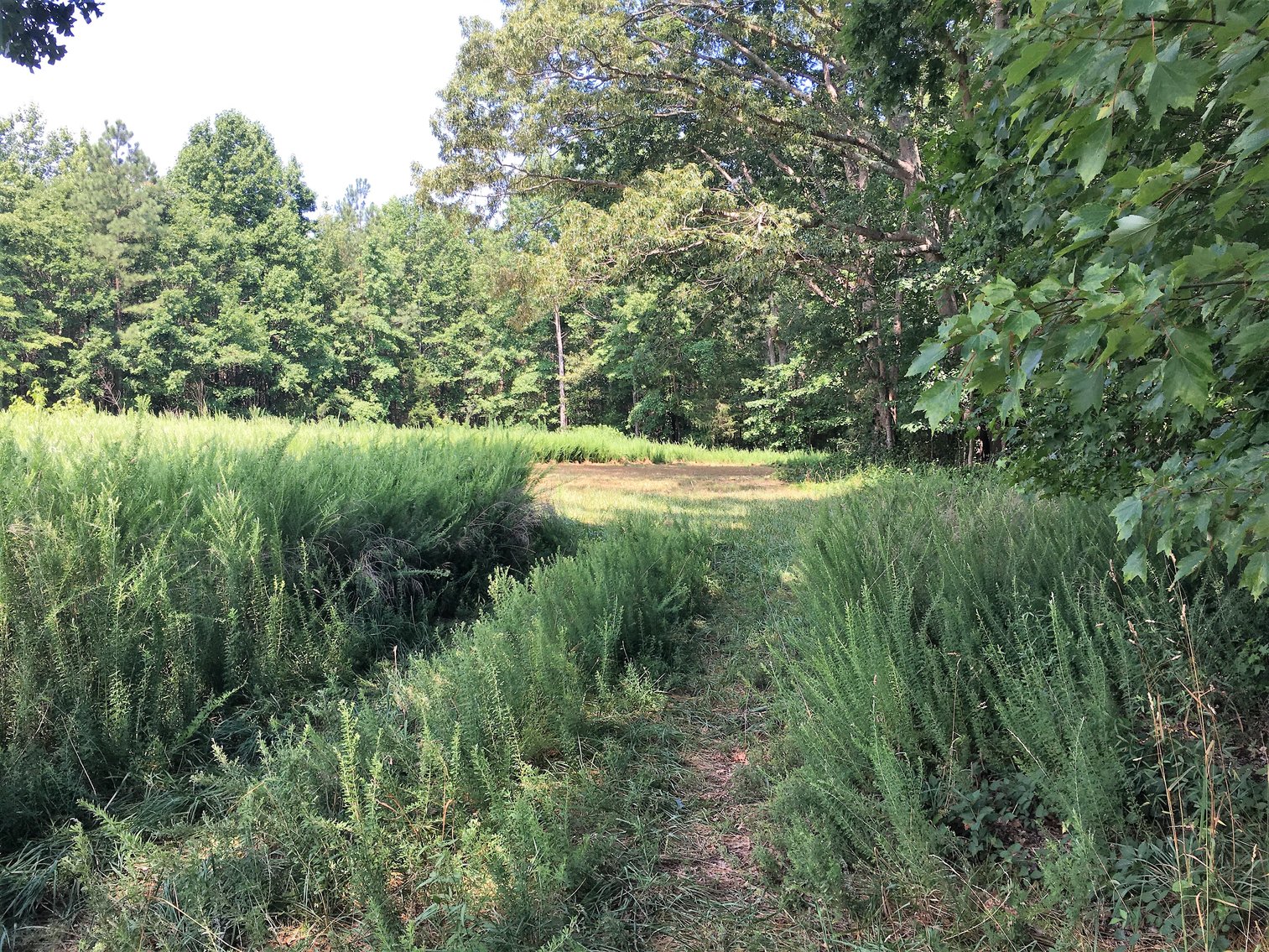 Image for 99 Acres of Timberland in Lunenburg County, VA