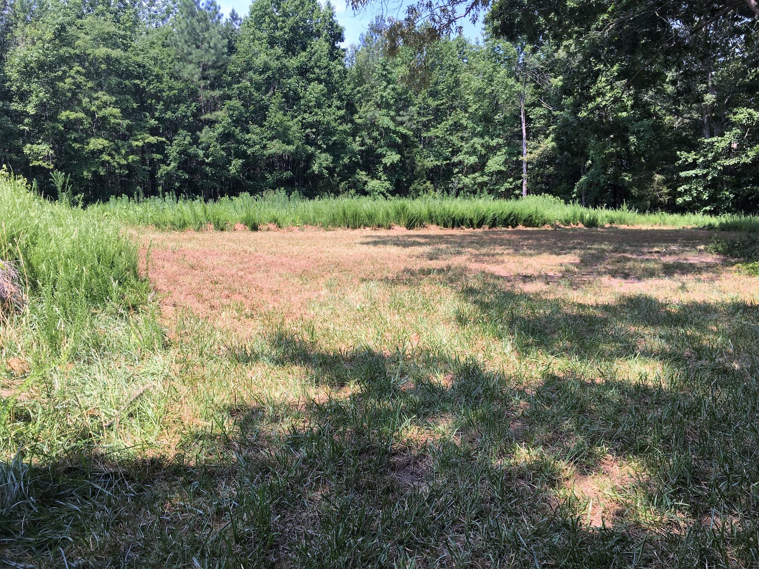 Image for 99 Acres of Timberland in Lunenburg County, VA