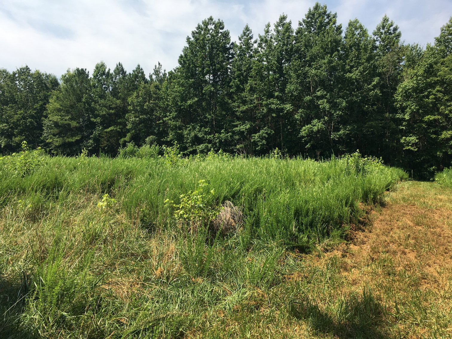 Image for 99 Acres of Timberland in Lunenburg County, VA