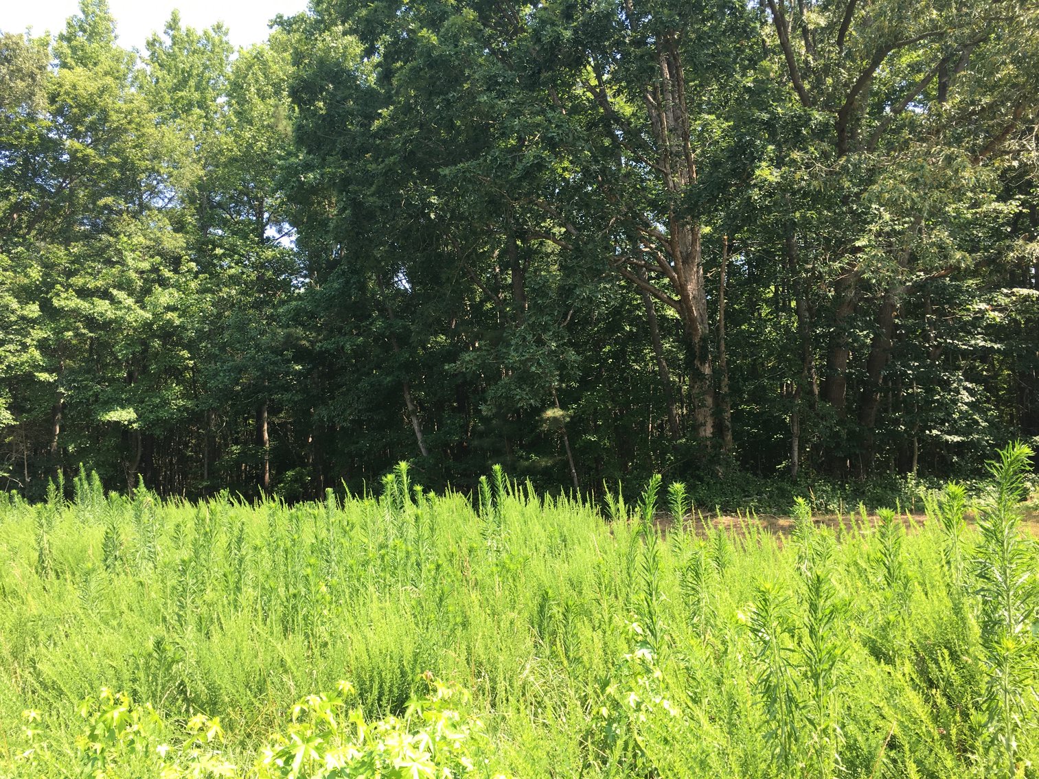 Image for 99 Acres of Timberland in Lunenburg County, VA