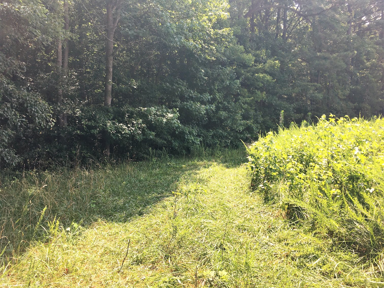 Image for 99 Acres of Timberland in Lunenburg County, VA