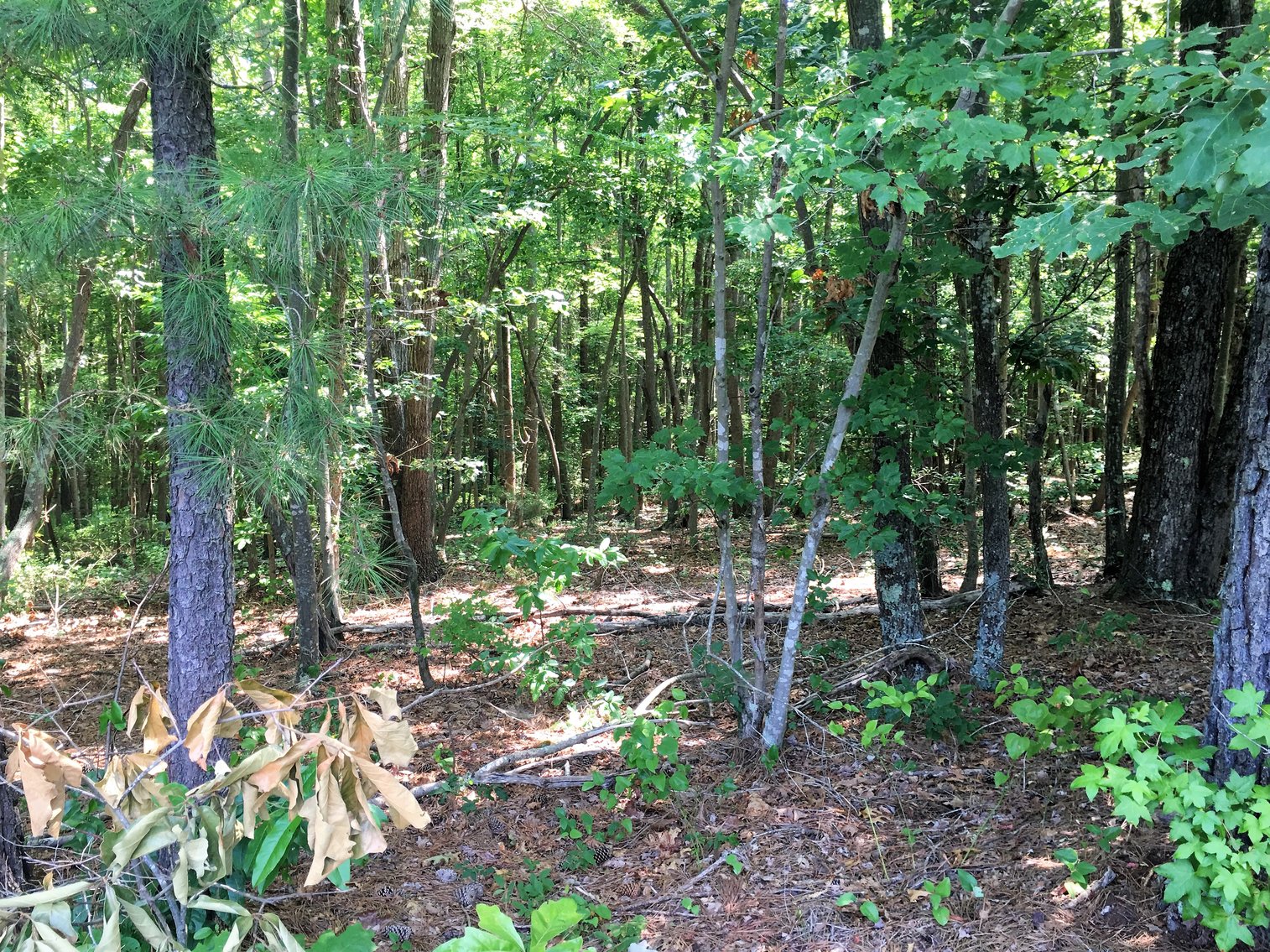 Image for 99 Acres of Timberland in Lunenburg County, VA