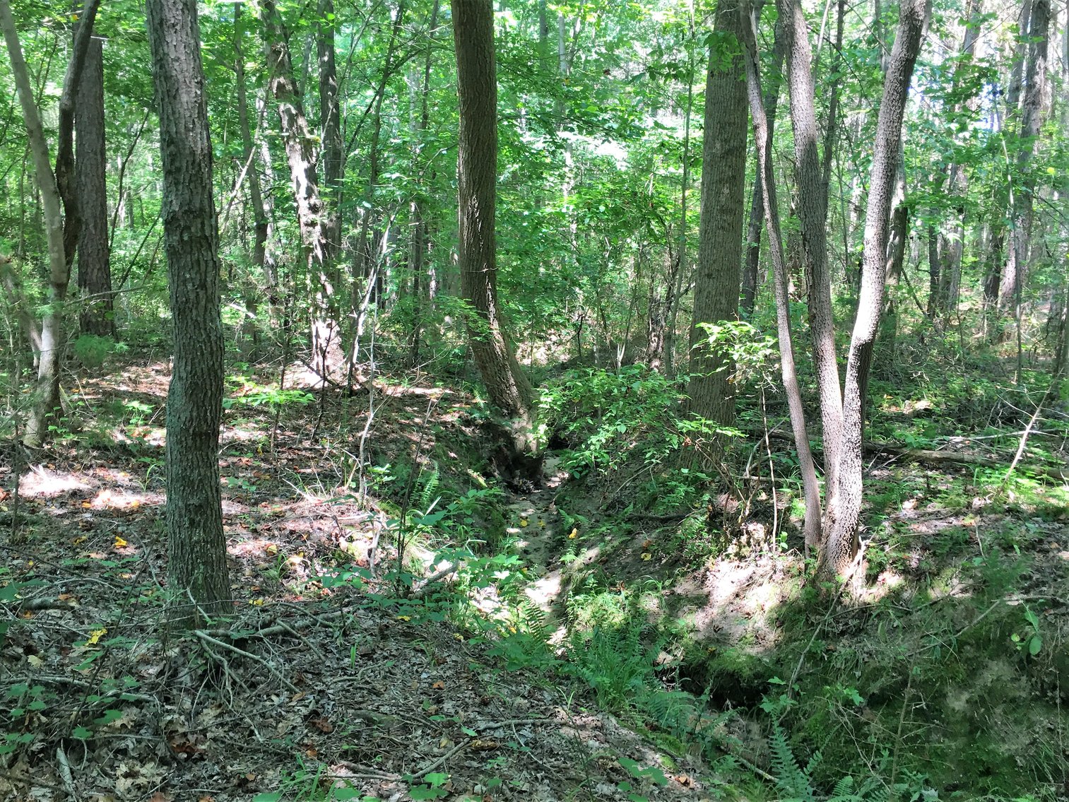 Image for 99 Acres of Timberland in Lunenburg County, VA