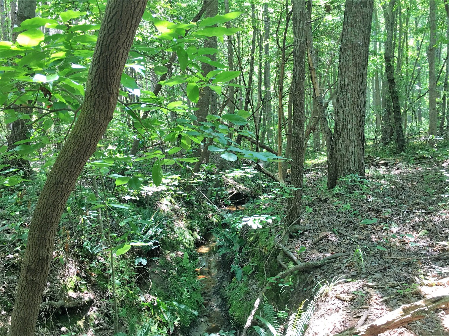 Image for 99 Acres of Timberland in Lunenburg County, VA