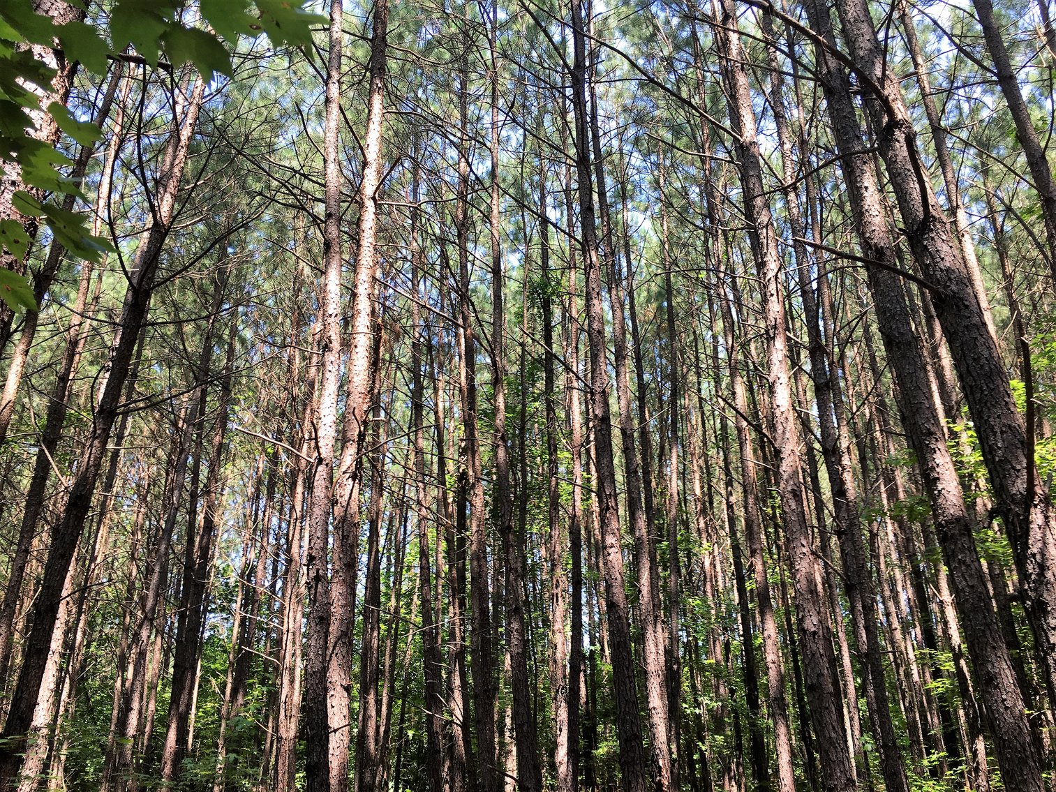 Image for 99 Acres of Timberland in Lunenburg County, VA