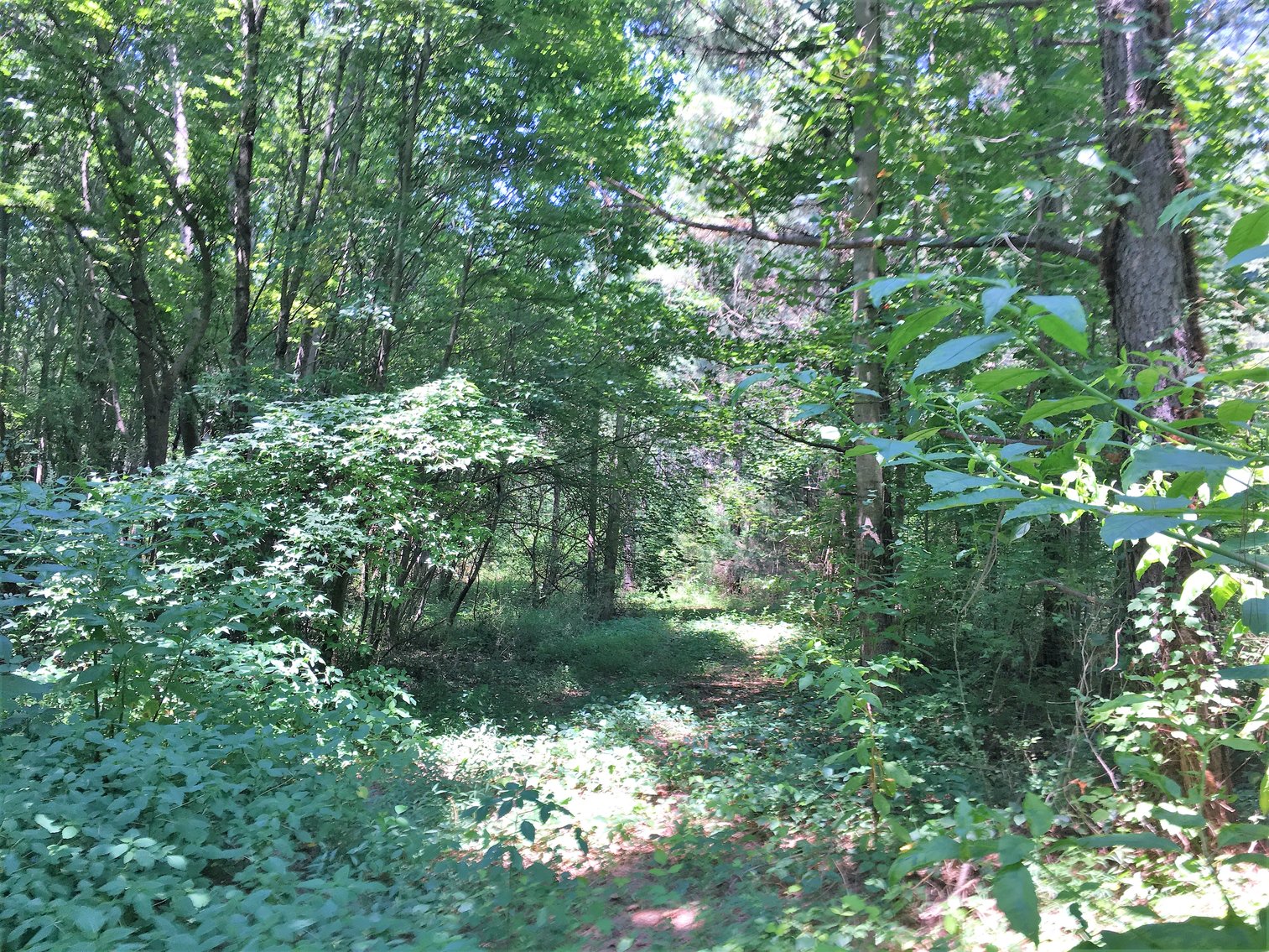 Image for 99 Acres of Timberland in Lunenburg County, VA