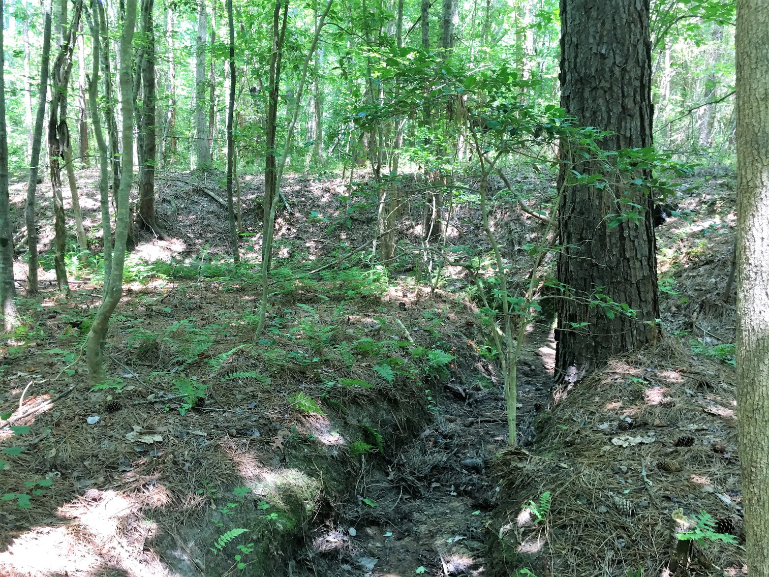 Image for 99 Acres of Timberland in Lunenburg County, VA