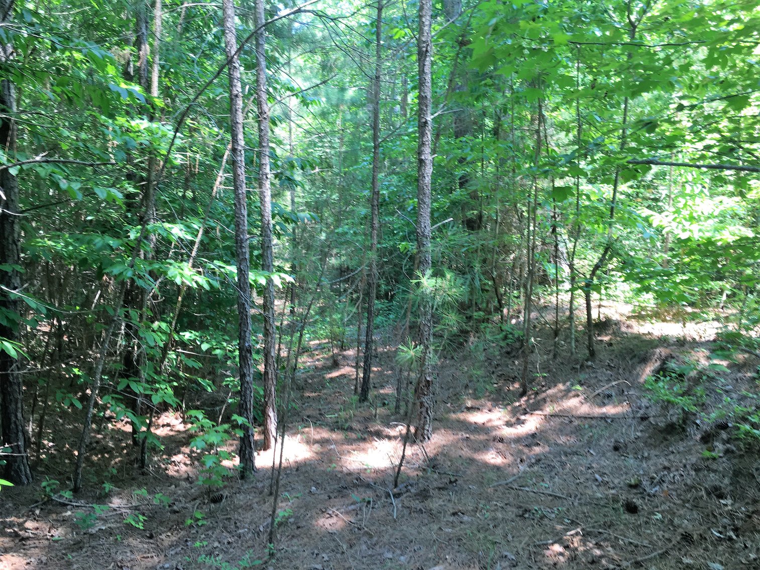 Image for 99 Acres of Timberland in Lunenburg County, VA