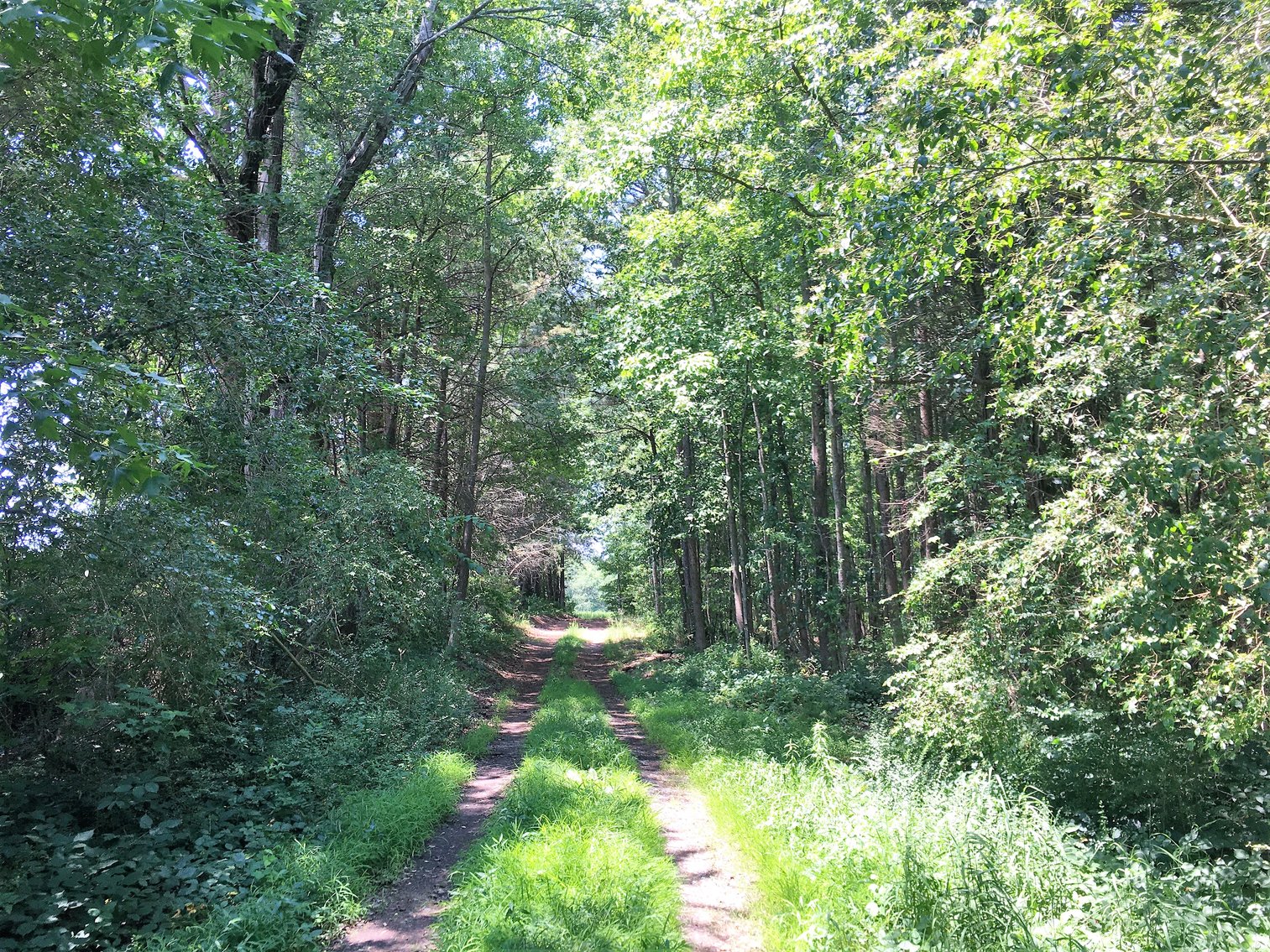 Image for 99 Acres of Timberland in Lunenburg County, VA