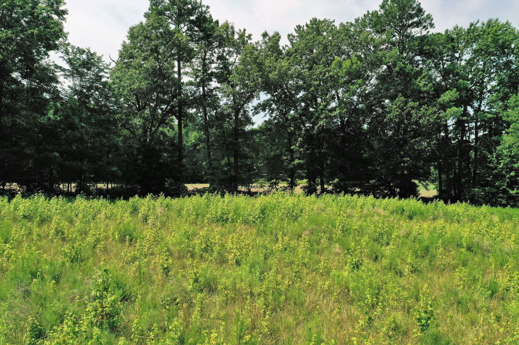 Image for 99 Acres of Timberland in Lunenburg County, VA