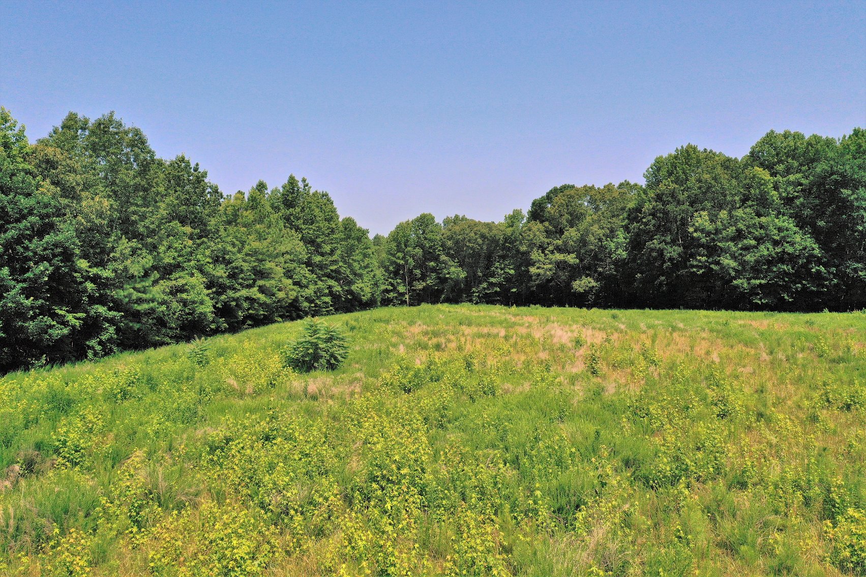 Image for 99 Acres of Timberland in Lunenburg County, VA