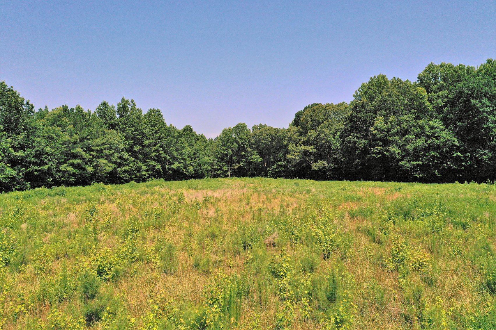 Image for 99 Acres of Timberland in Lunenburg County, VA