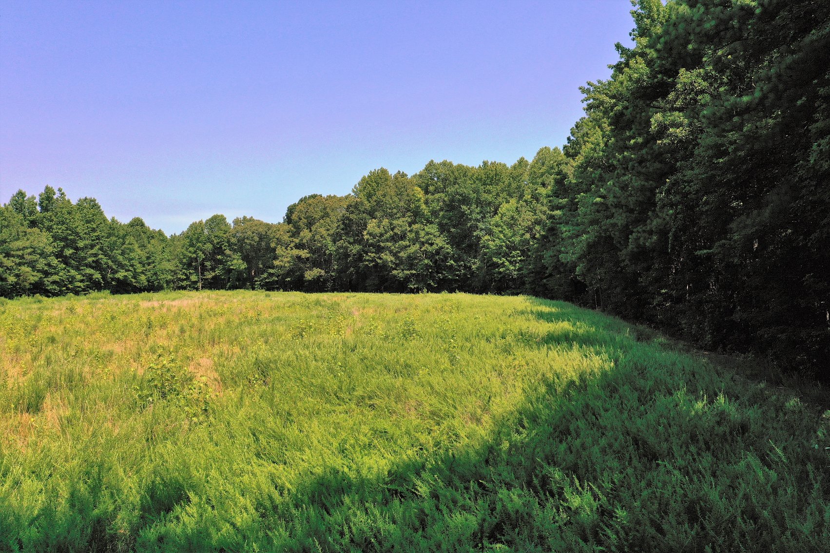 Image for 99 Acres of Timberland in Lunenburg County, VA