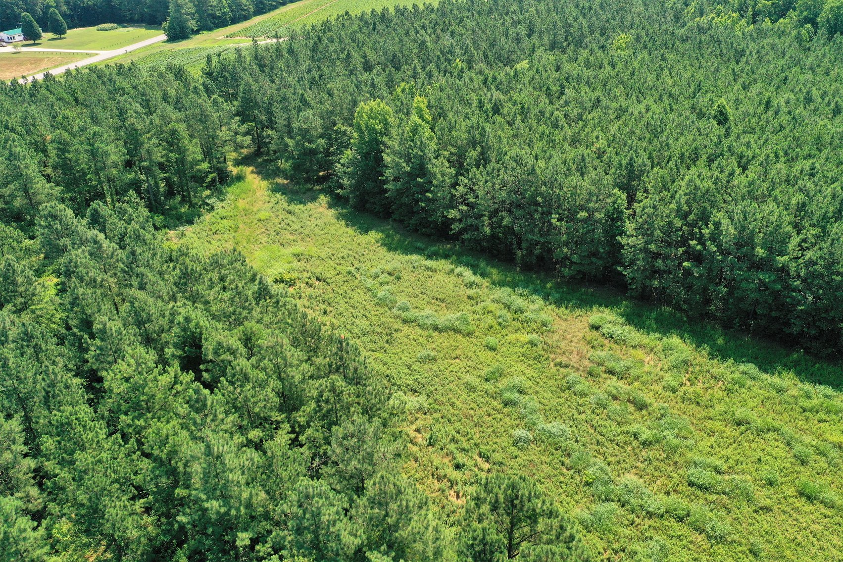 Image for 99 Acres of Timberland in Lunenburg County, VA
