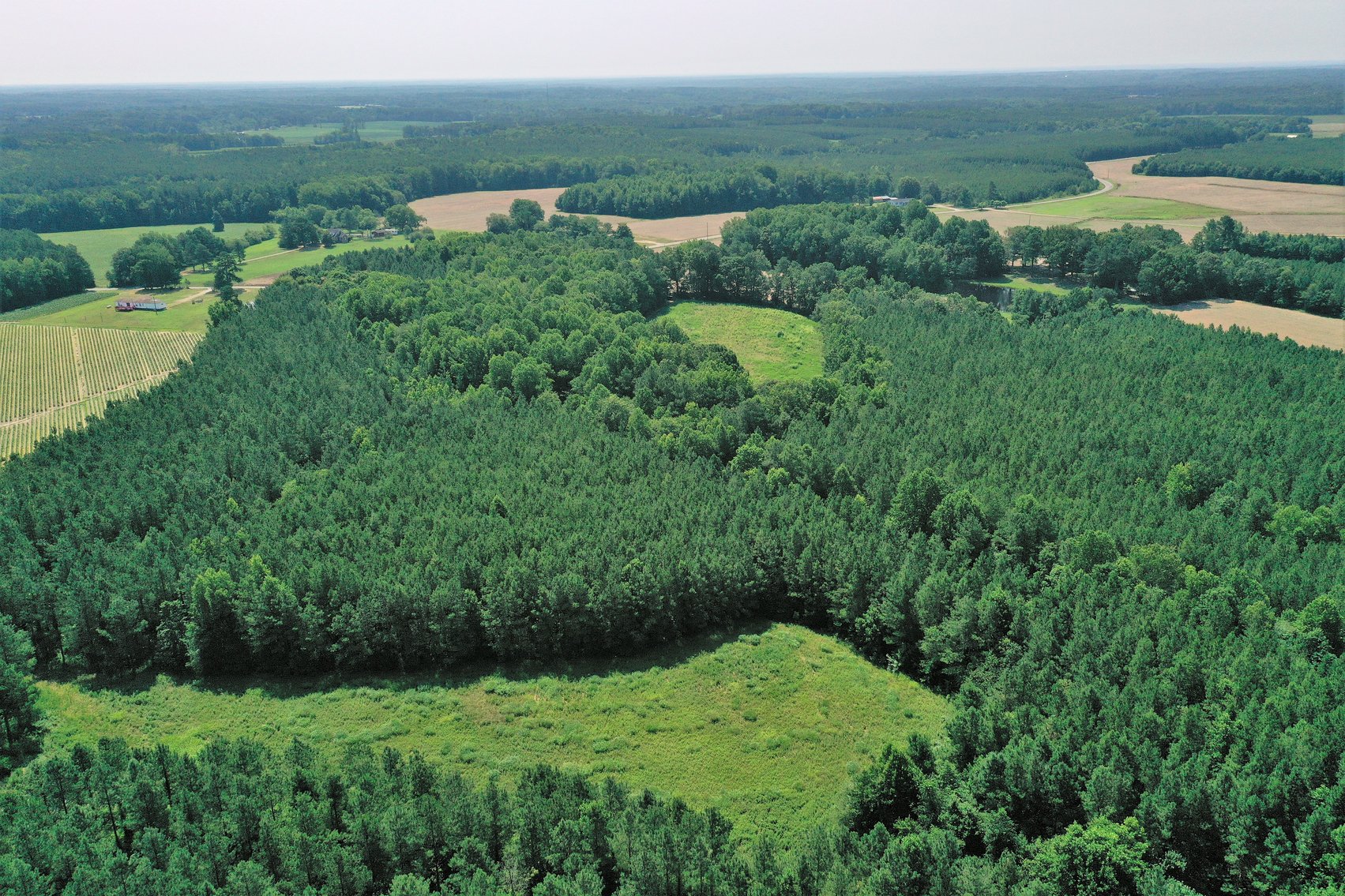 Image for 99 Acres of Timberland in Lunenburg County, VA