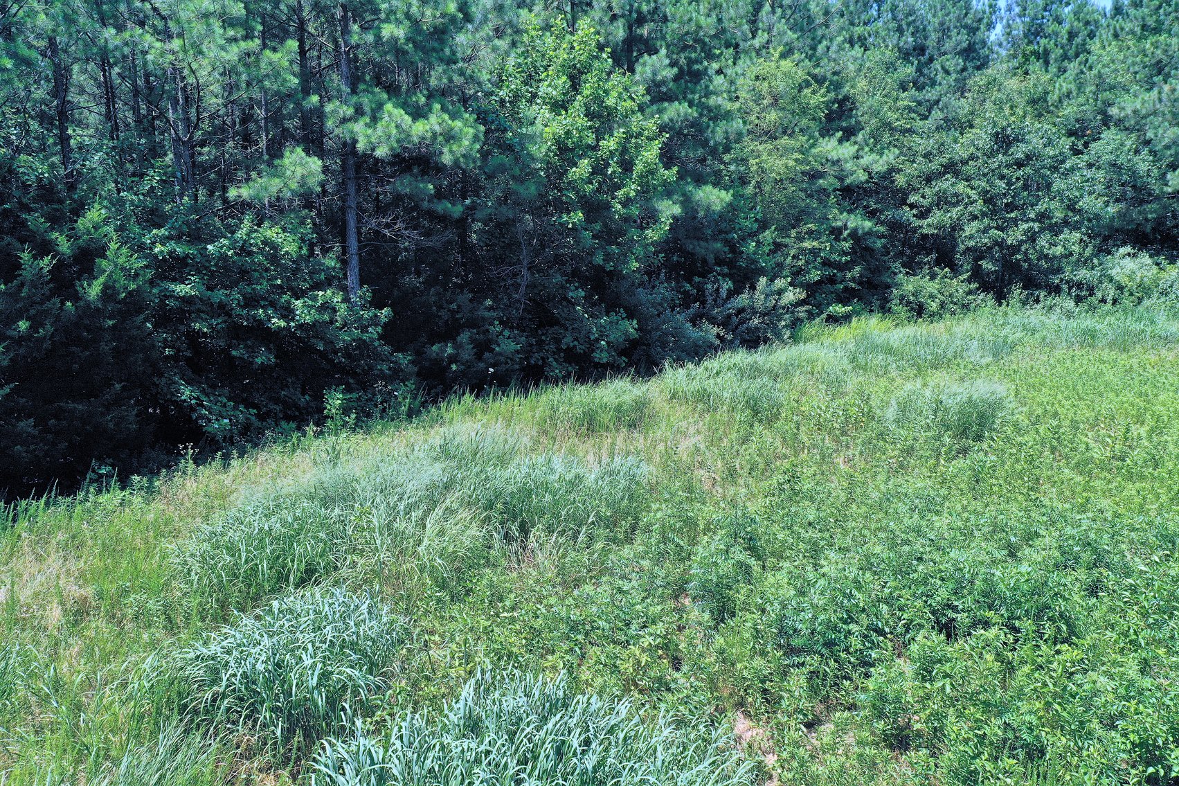 Image for 99 Acres of Timberland in Lunenburg County, VA