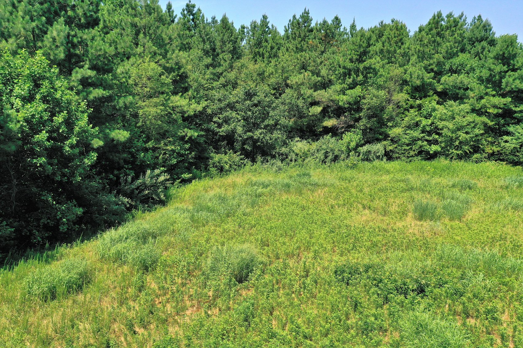 Image for 99 Acres of Timberland in Lunenburg County, VA
