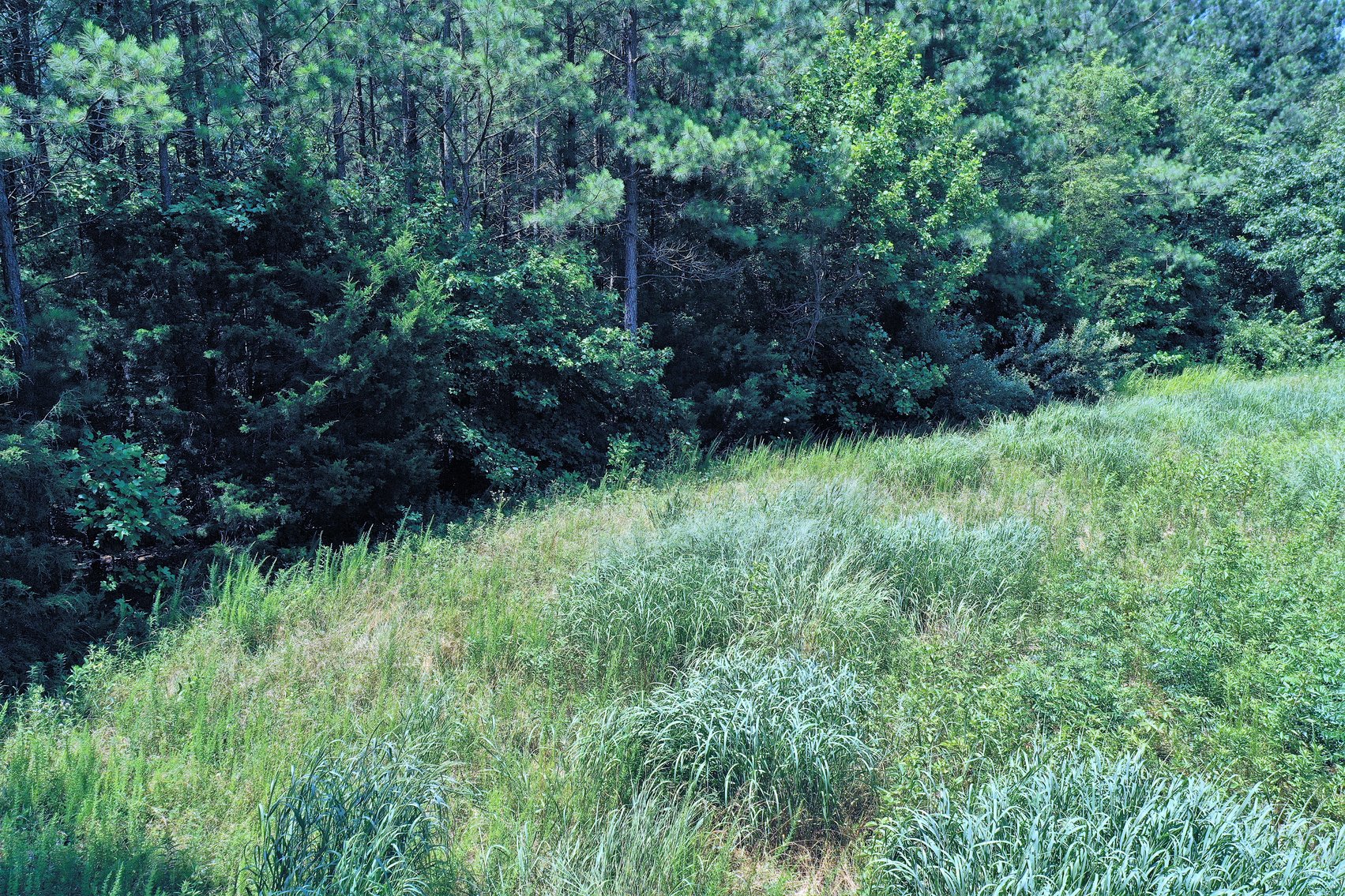 Image for 99 Acres of Timberland in Lunenburg County, VA