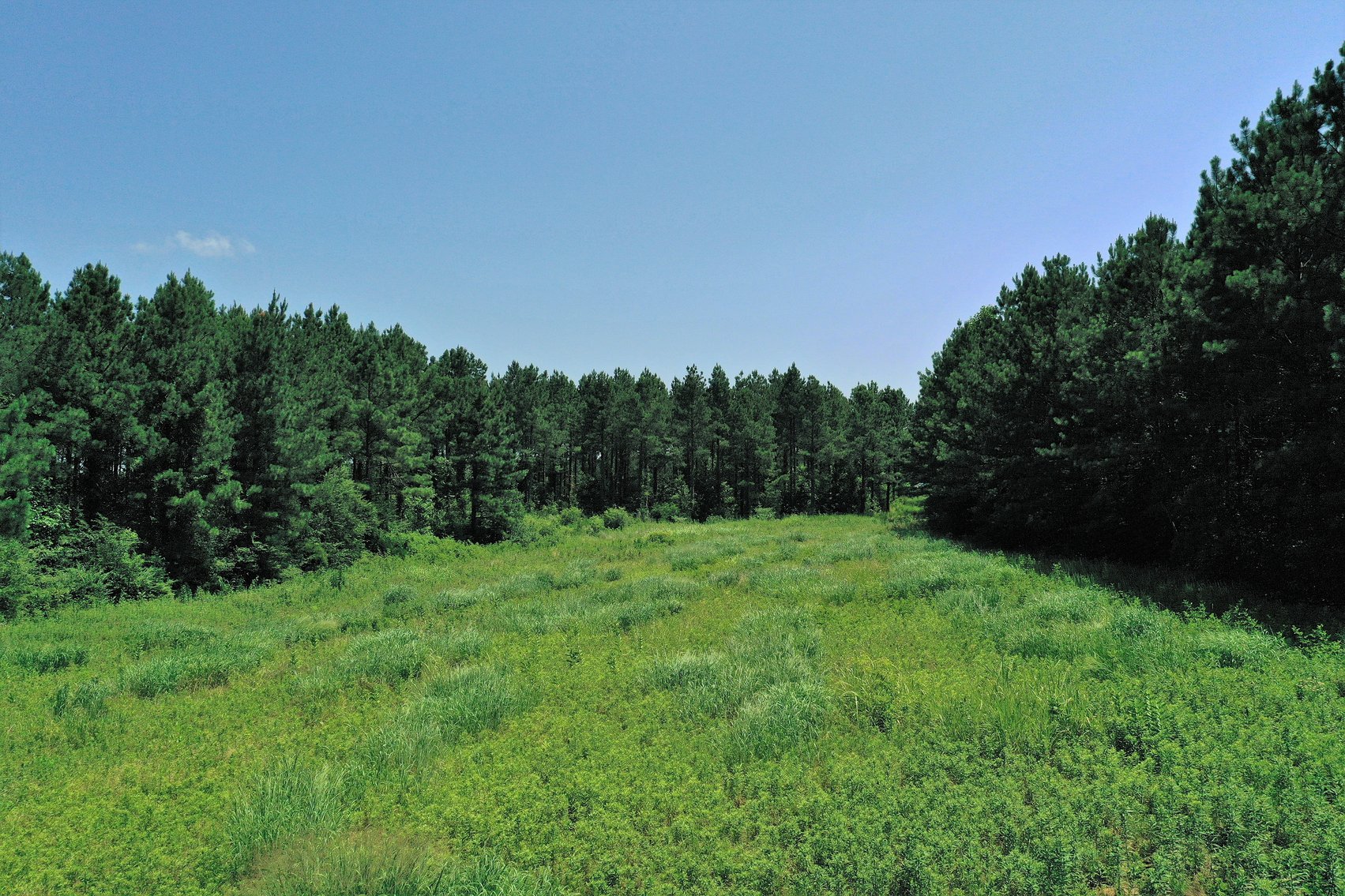 Image for 99 Acres of Timberland in Lunenburg County, VA