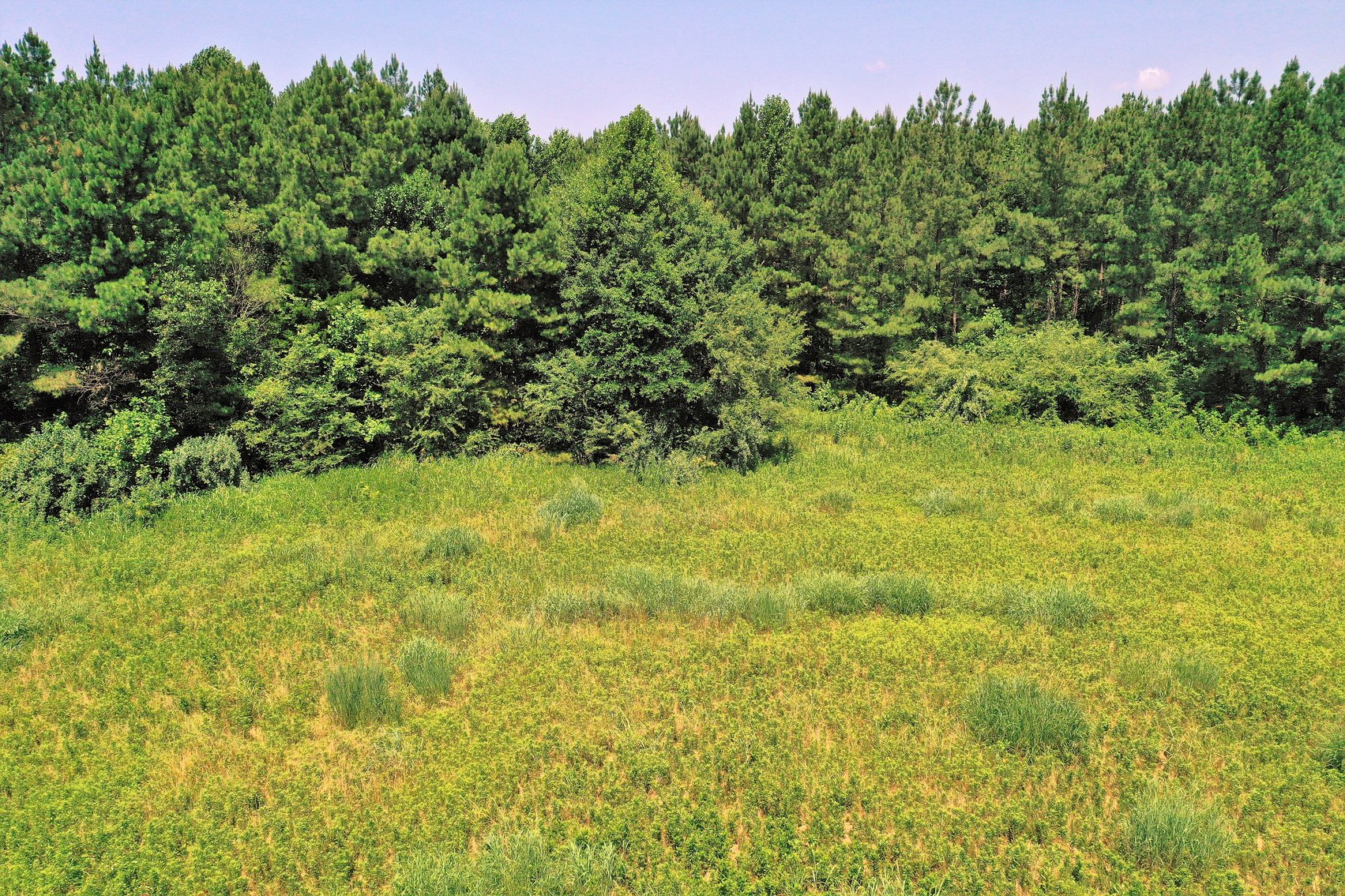 Image for 99 Acres of Timberland in Lunenburg County, VA