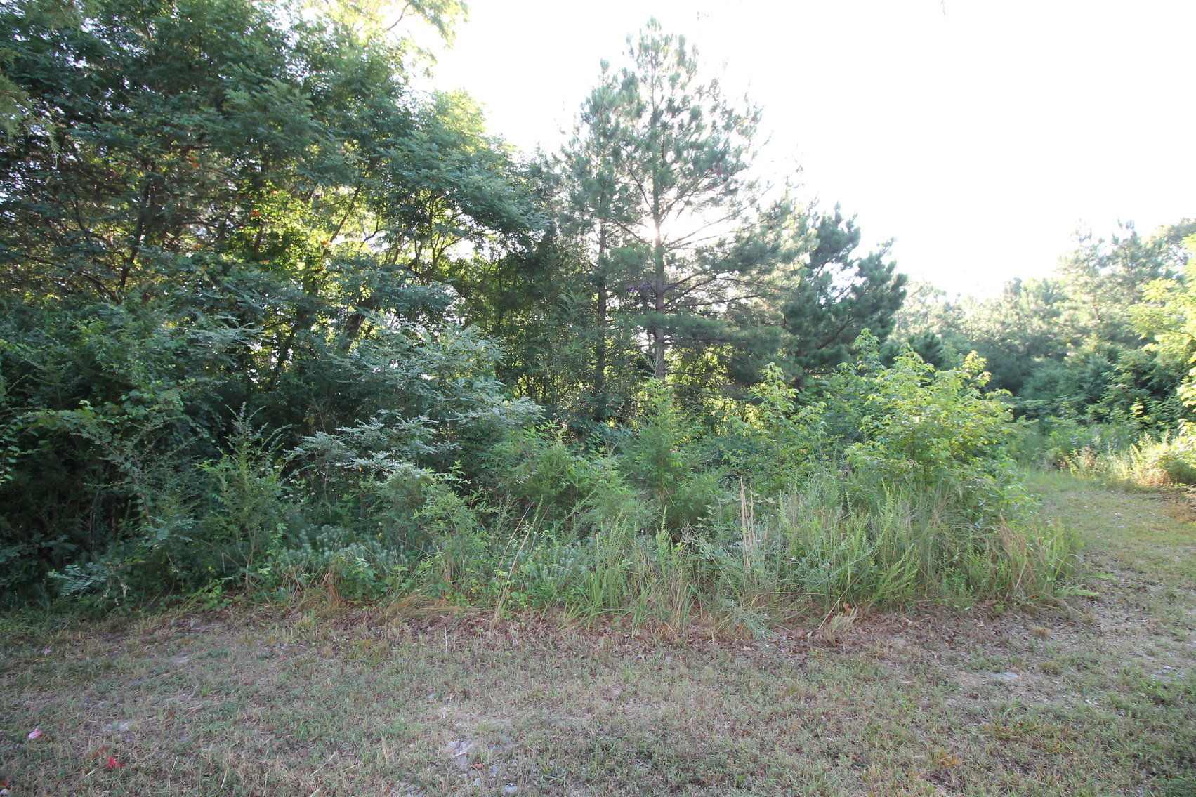 Image for Home & Lots - 3 BR/1 BA Home on .3 +/- Acre Lot AND Adjacent 3.3 +/- Acre & .7 +/- Acre Lots--SELLS to the HIGHEST BIDDER!!