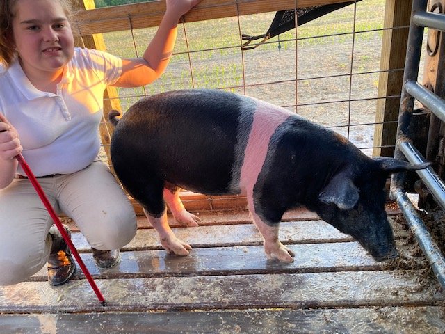 Image for TALBOT COUNTY LIVESTOCK AUCTION