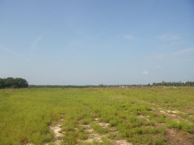 Image for LIVE AUCTION - Thursday, August 27th @ 7:00 P.M. - 260 Acres in Toombs Co., GA