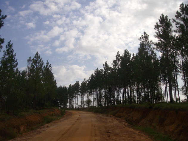 Image for LIVE AUCTION - Thursday, August 27th @ 7:00 P.M. - 260 Acres in Toombs Co., GA