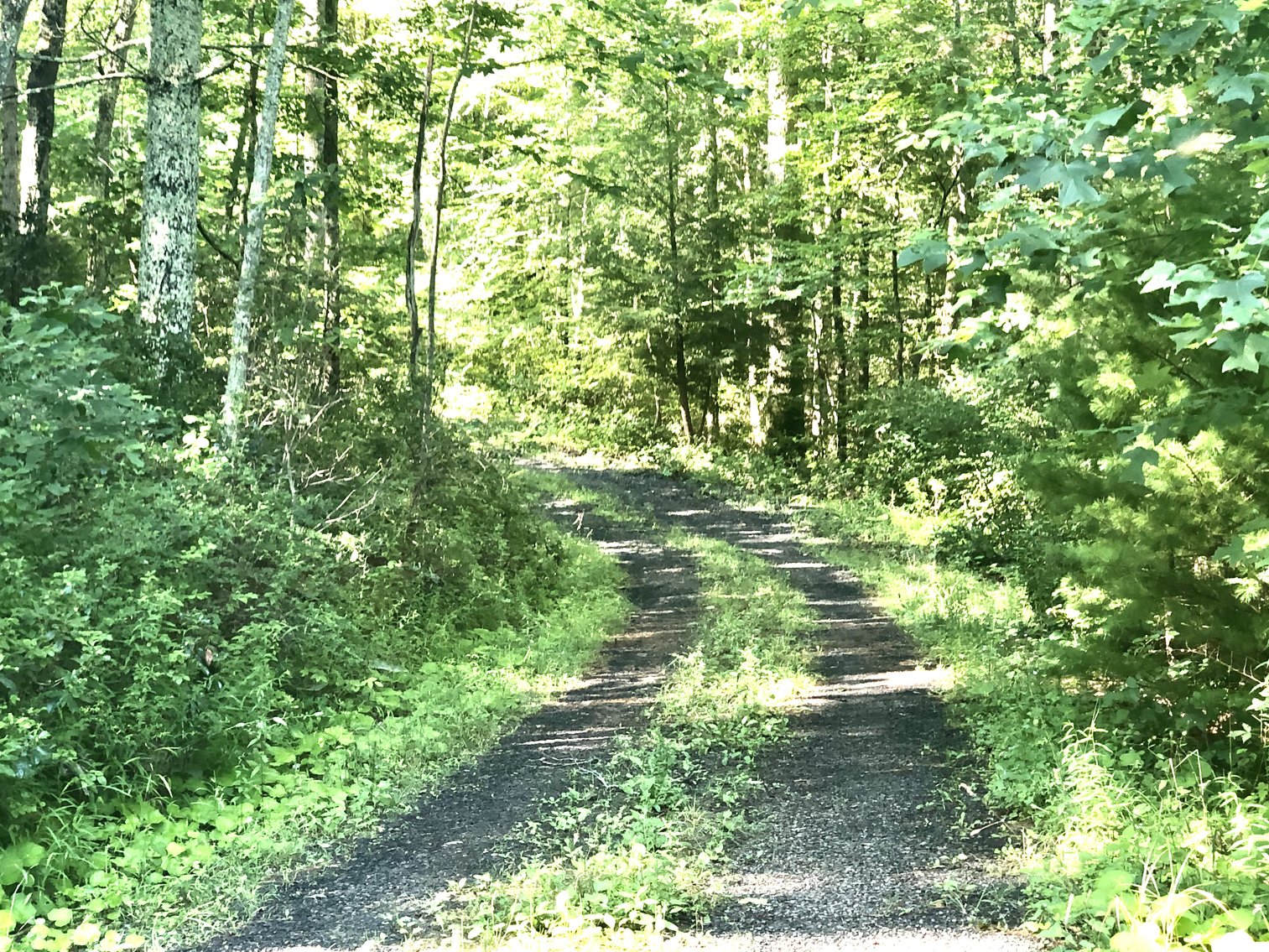 Image for 2 BR/1 BA Log Cabin on 30 +/- Acres Bordering National Forest in Bath County, VA