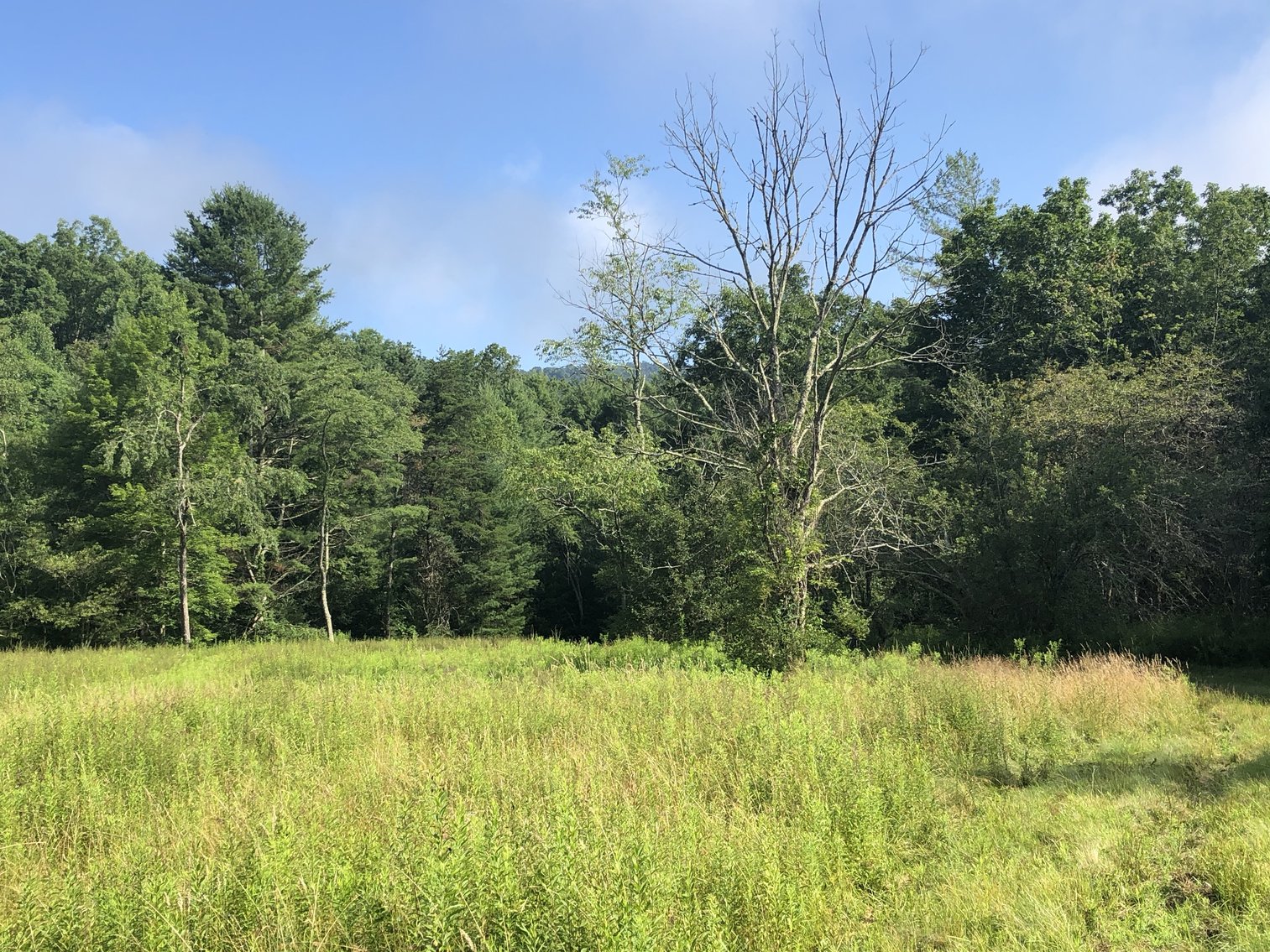 Image for 2 BR/1 BA Log Cabin on 30 +/- Acres Bordering National Forest in Bath County, VA