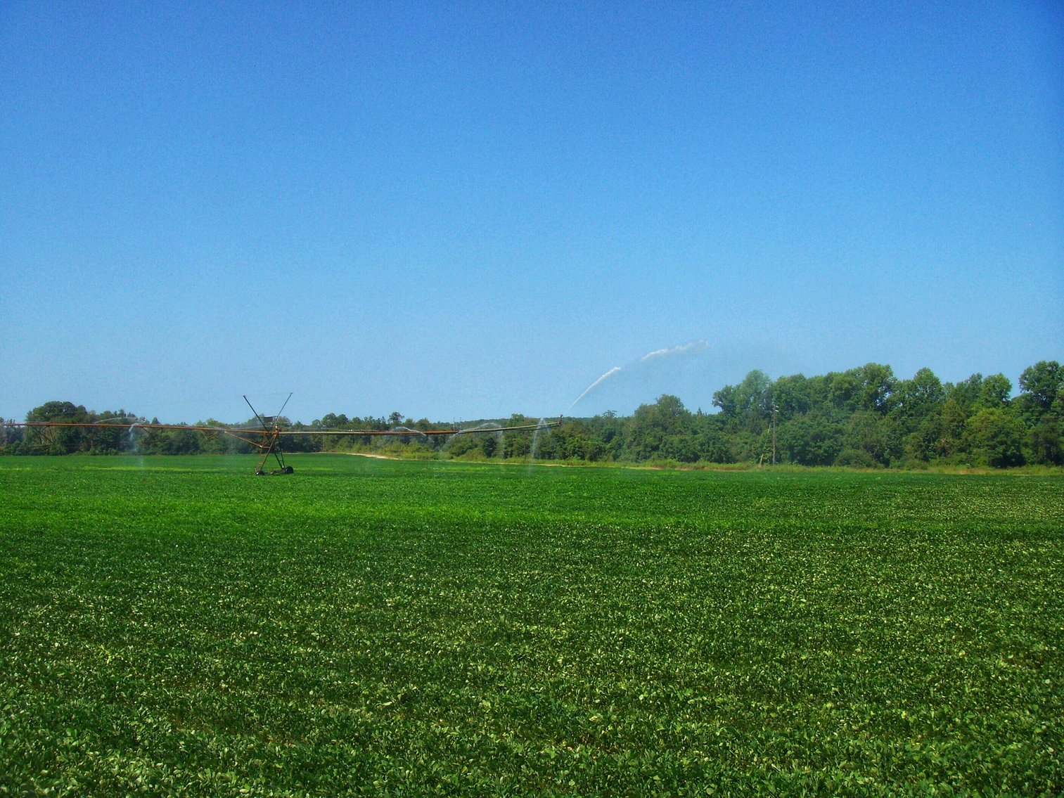 Image for LIVE AUCTION - THURSDAY, SEPTEMBER 10, 2020 @ 7:00 p.m. - 158 Acres in Laurens Co., GA