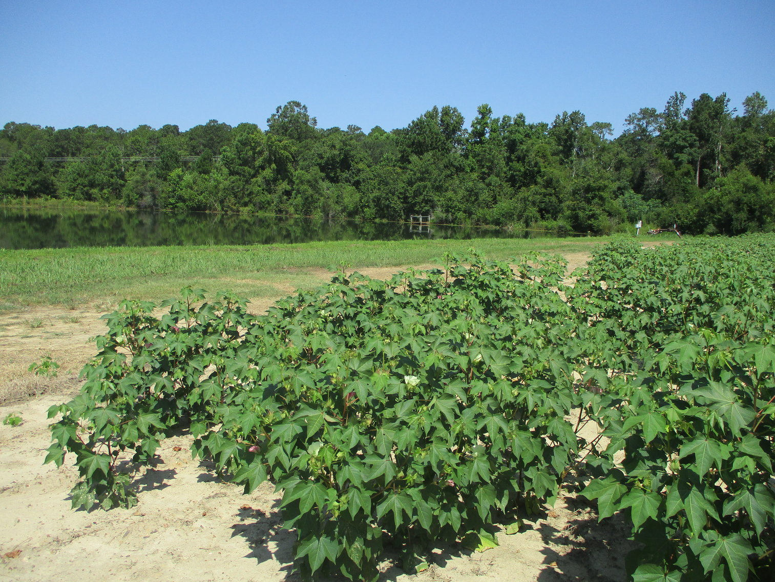 Image for LIVE AUCTION - THURSDAY, SEPTEMBER 10, 2020 @ 7:00 p.m. - 158 Acres in Laurens Co., GA