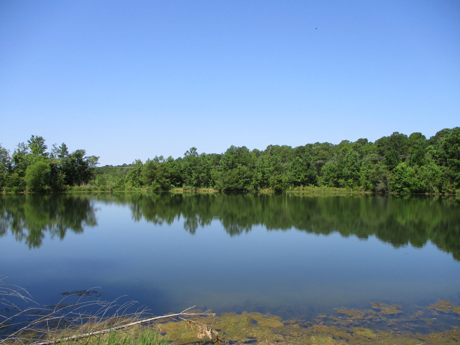 Image for LIVE AUCTION - THURSDAY, SEPTEMBER 10, 2020 @ 7:00 p.m. - 158 Acres in Laurens Co., GA