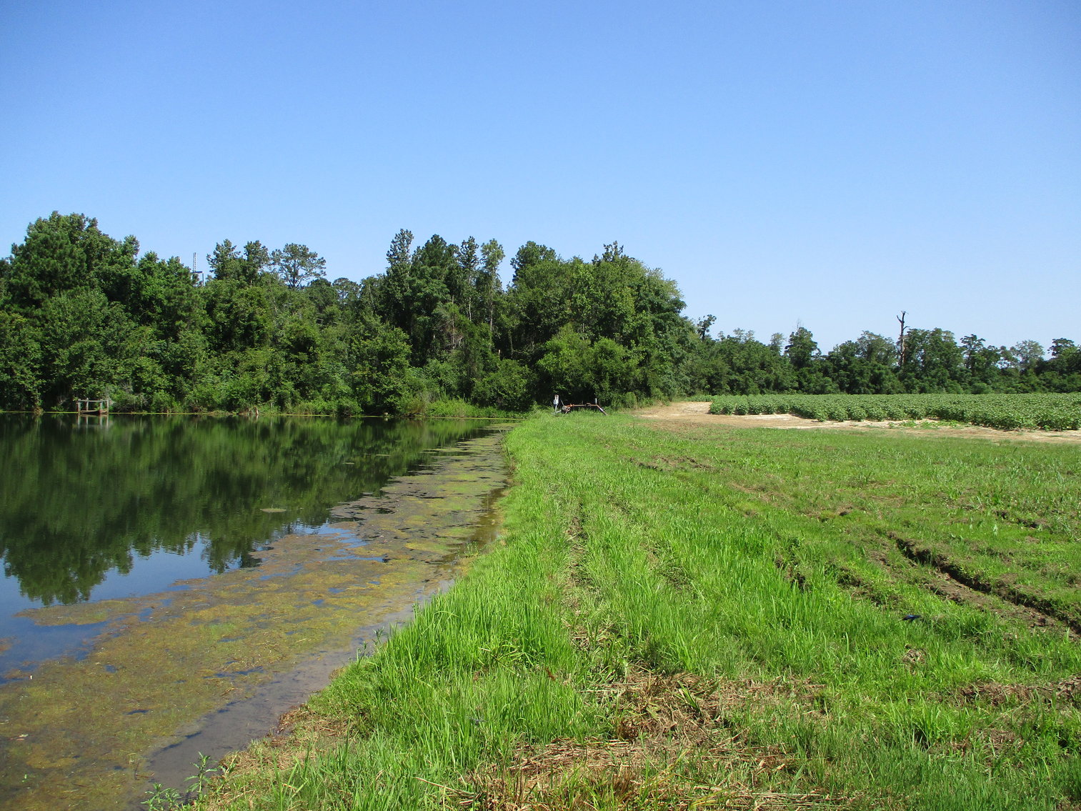 Image for LIVE AUCTION - THURSDAY, SEPTEMBER 10, 2020 @ 7:00 p.m. - 158 Acres in Laurens Co., GA