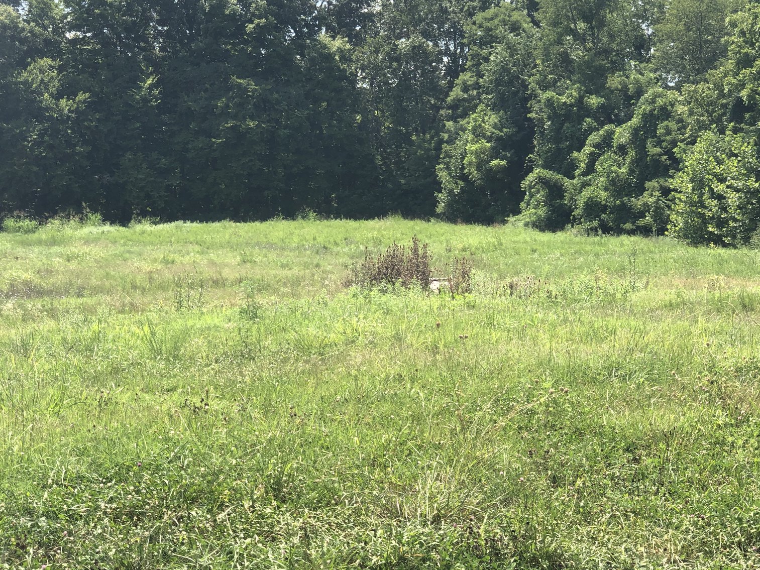 Image for REAL ESTATE AUCTION: 4 Lots (Kingsport, TN)