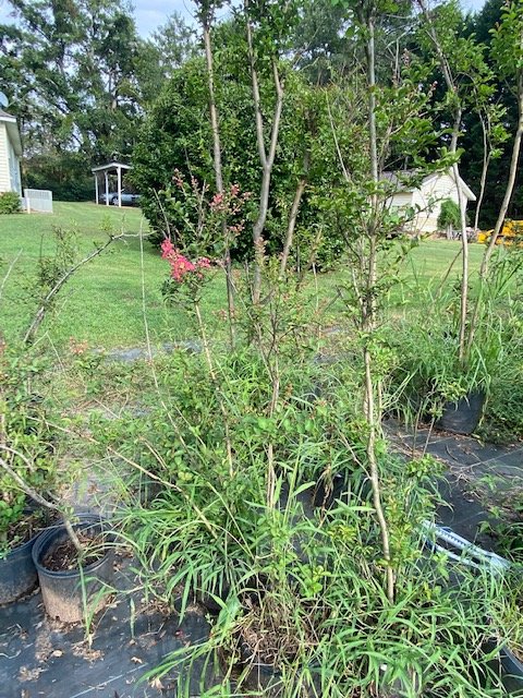 Image for Farm, Nursery and Building Supplies