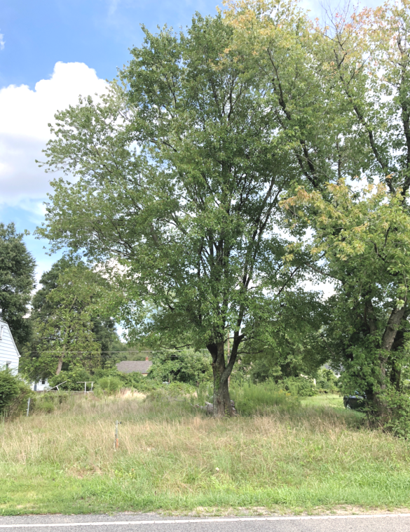 Image for Henrico County VA ONLINE-ONLY Judicial Sale of Tax Delinquent Real Estate