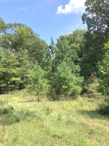 Image for Henrico County VA  ONLINE-ONLY Judicial Sale of Tax Delinquent Real Estate