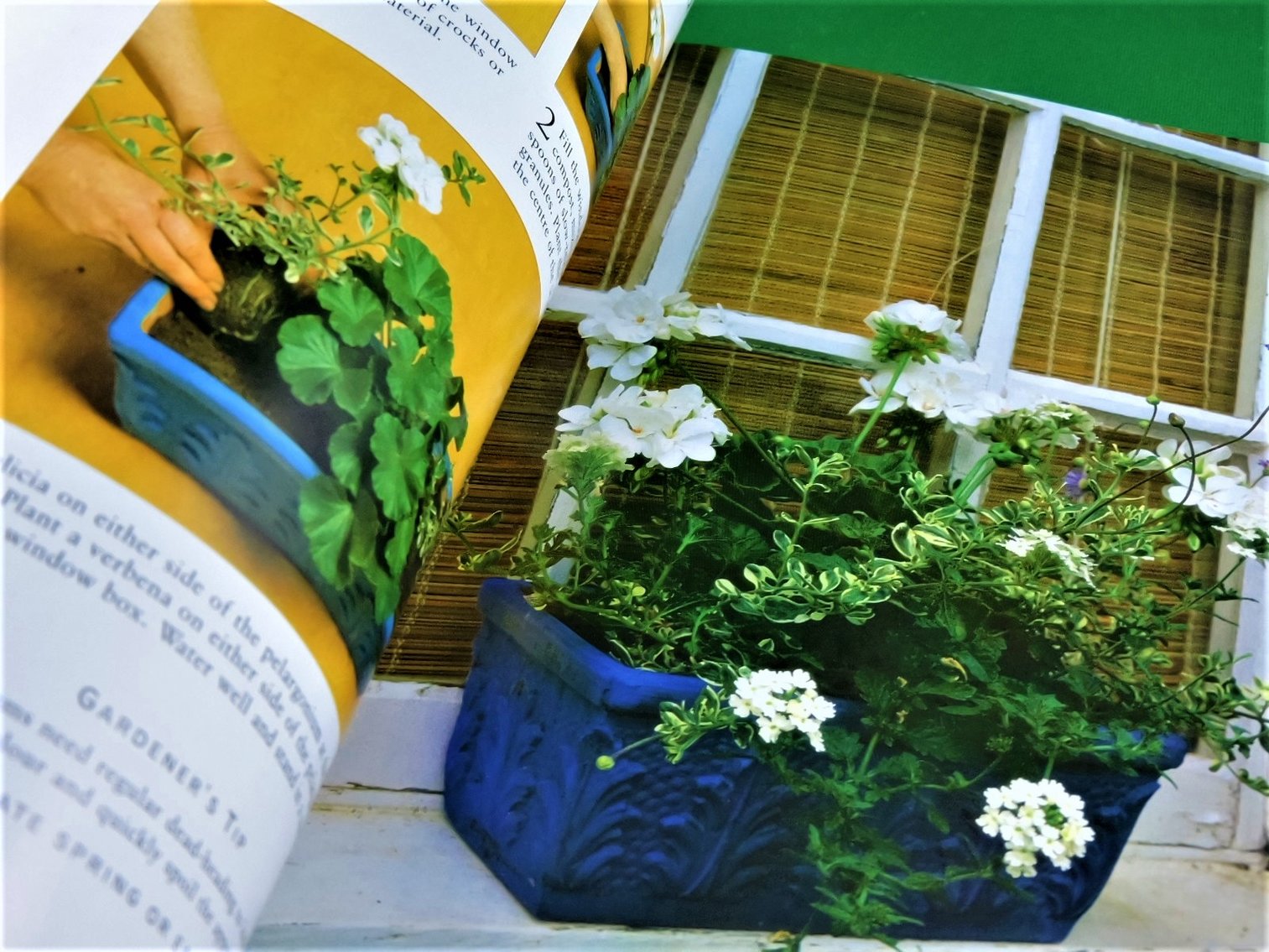 Image for The Ultimate Container Gardener by Stephanie Donaldson.