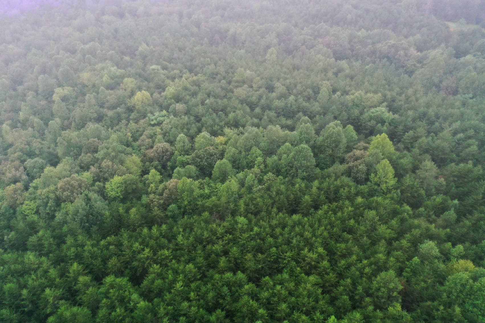 Image for 365 +/- Contiguous Acres of Land Offered in 3 Tracts Featuring Timber, Pasture & 5,600' +/- of River Frontage--Campbell County, VA