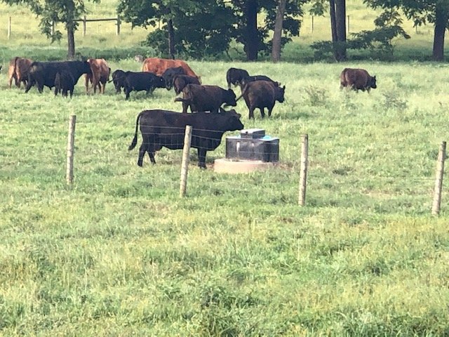 Image for Majestic 3 BR/4.5 BA Log Home on 45 +/- Acres w/5,000 sf. Shop--Augusta County, VA