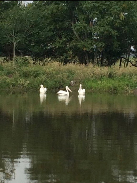 Image for 285 E Thigpen, Carmine TX 78932 - Listing