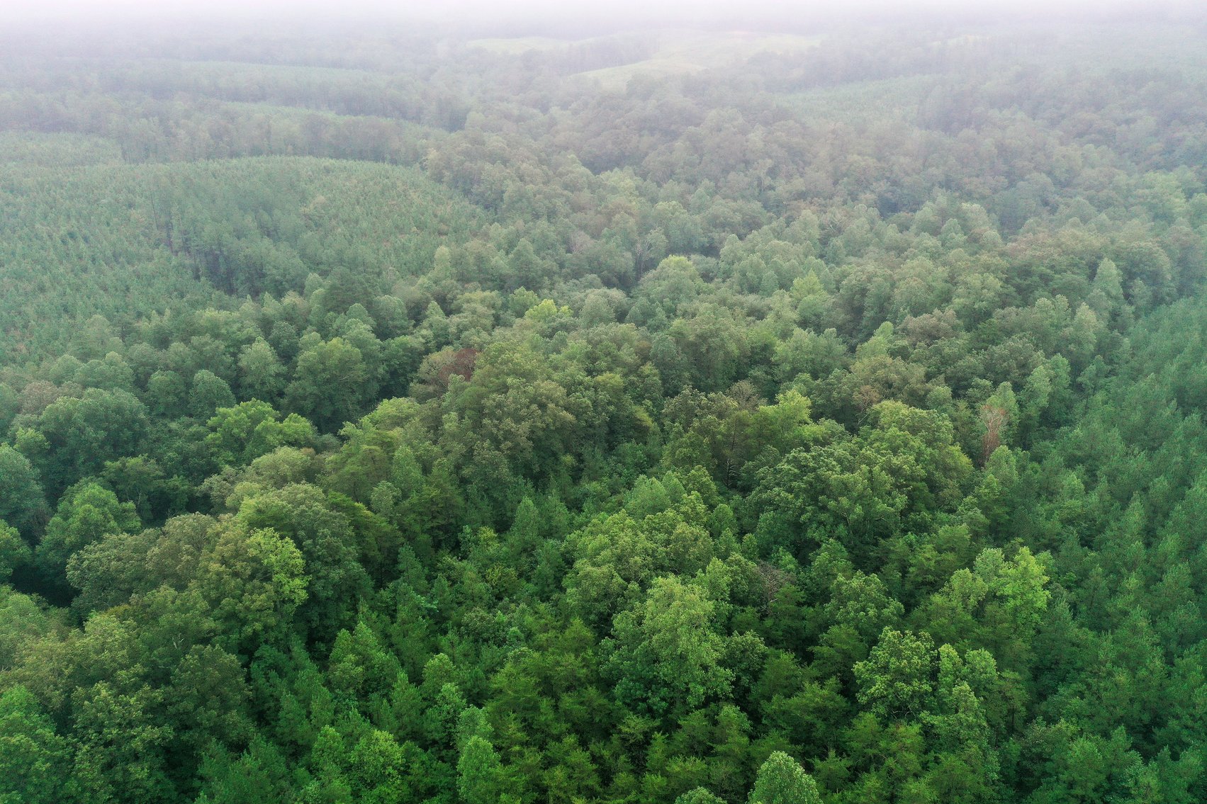 Image for Tract 3:  71 +/- acres