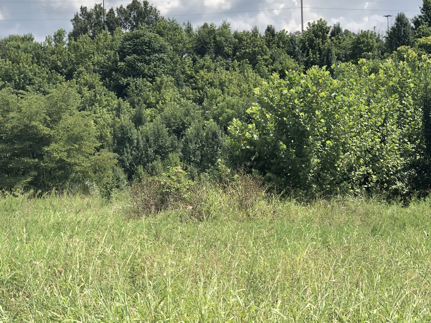 Image for REAL ESTATE AUCTION: 4 Lots (Kingsport, TN)