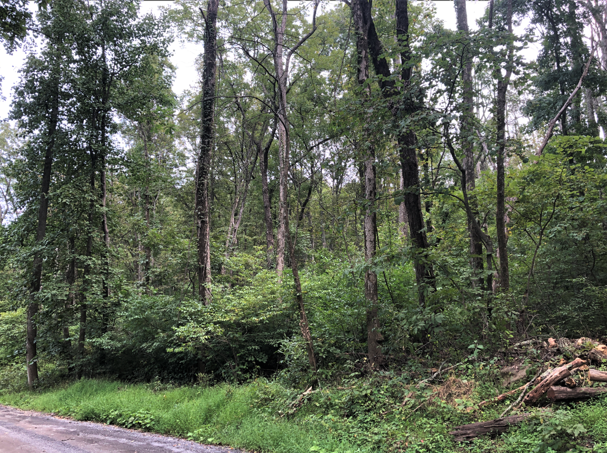 Image for Warren County, VA Sale of Tax Delinquent Real Estate