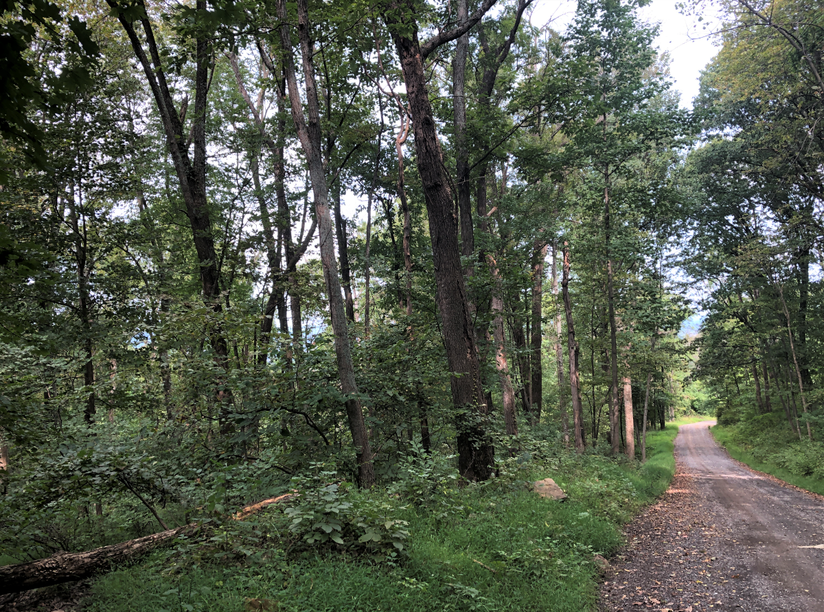 Image for Warren County, VA Sale of Tax Delinquent Real Estate