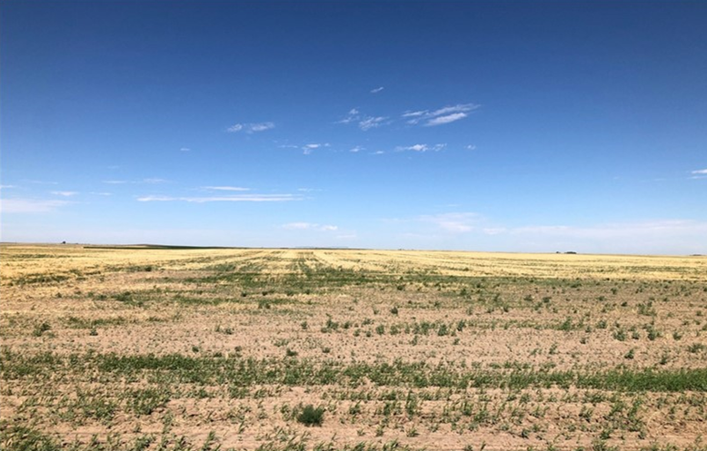 Image for KIT CARSON COUNTY - DRYLAND (C4058)